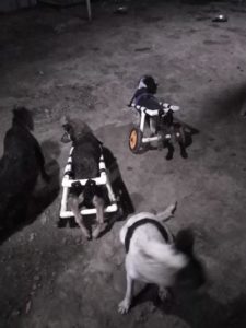 handicap-dogs-on-wheel-dog 1