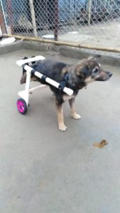 handicap-dogs-on-wheel-dog 2